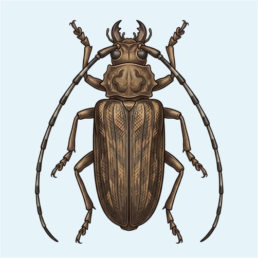 Wood Borer Treatment